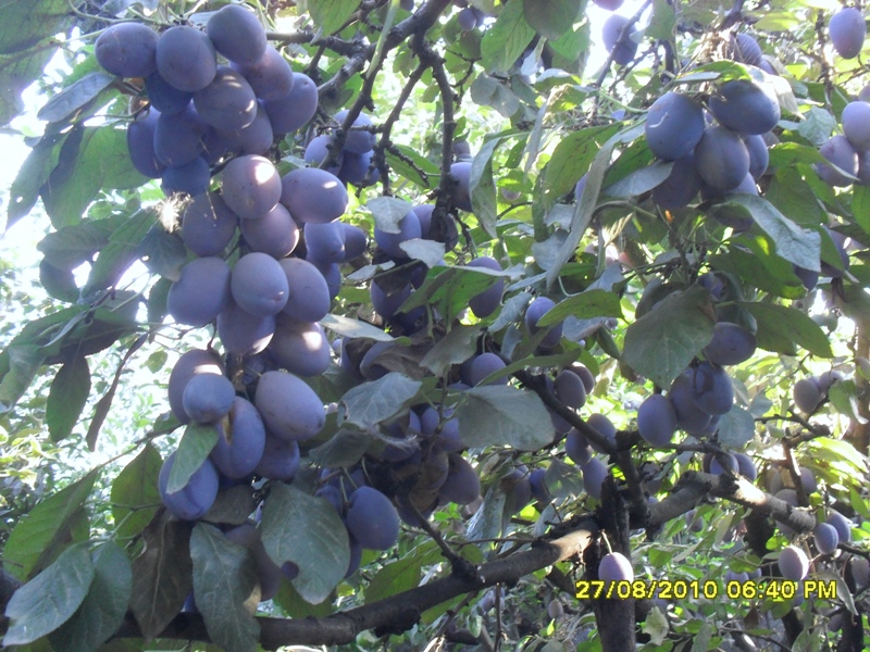 Muffins cu prune si Chokotoff