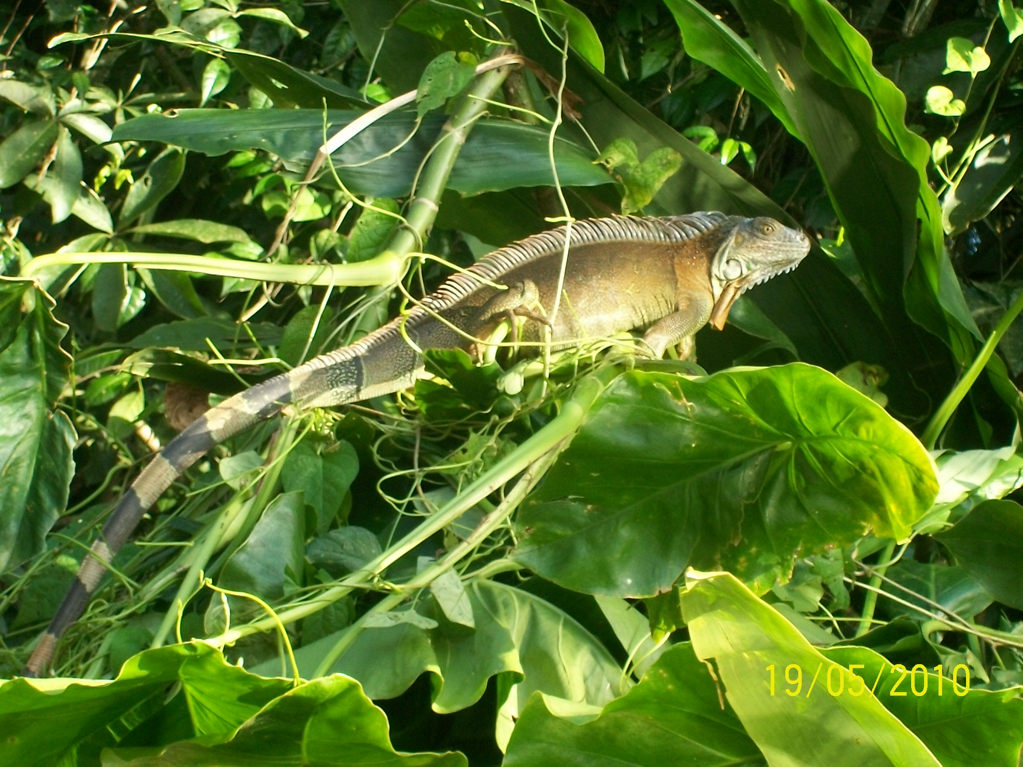 Calatorie in Costa Rica