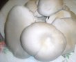 Pleurotus pane-1