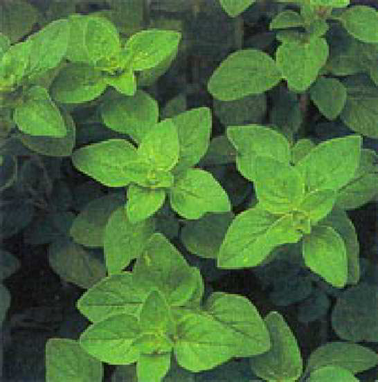 Oregano