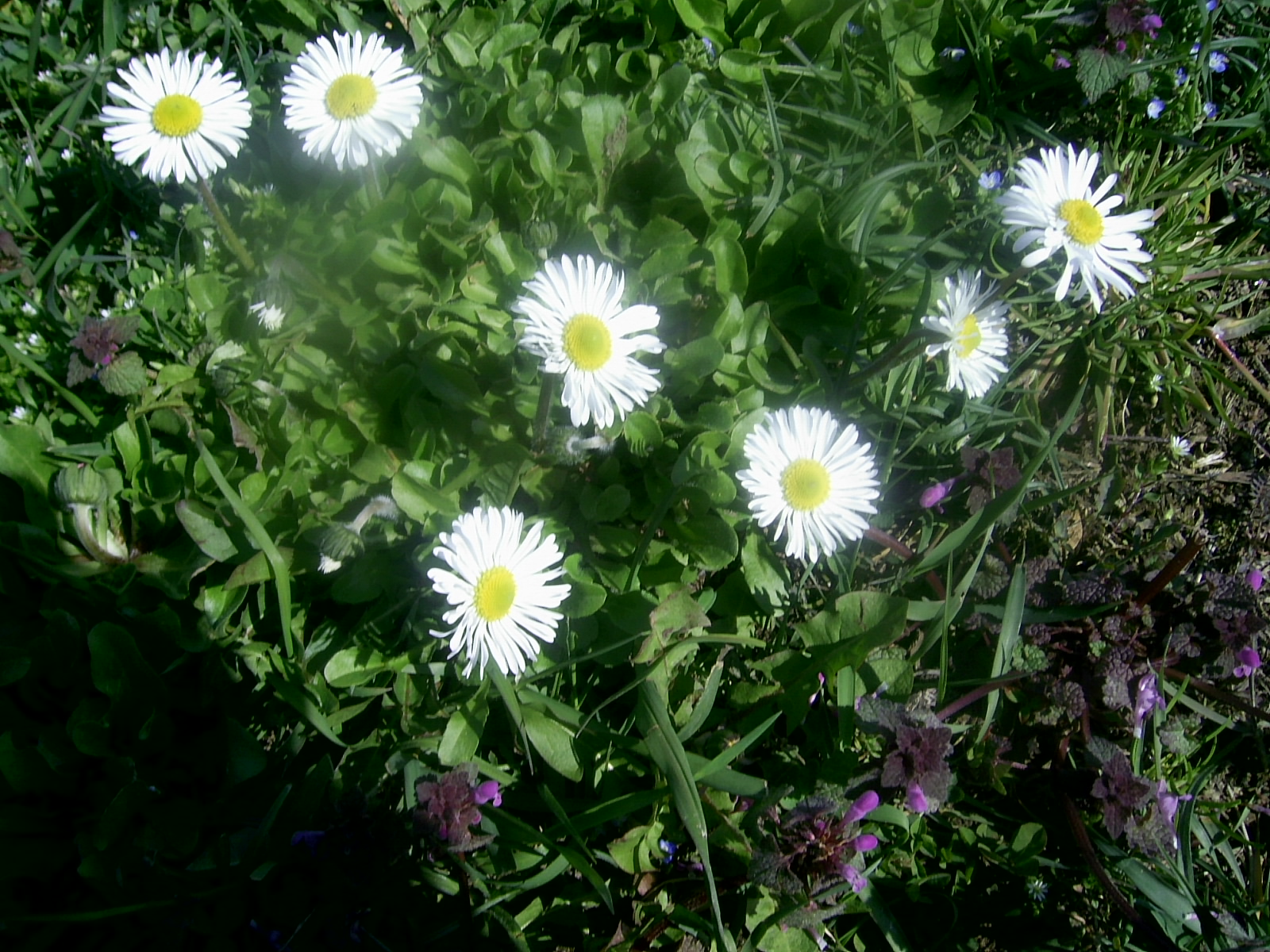 Din gradina inimii mele , din gradina mea .