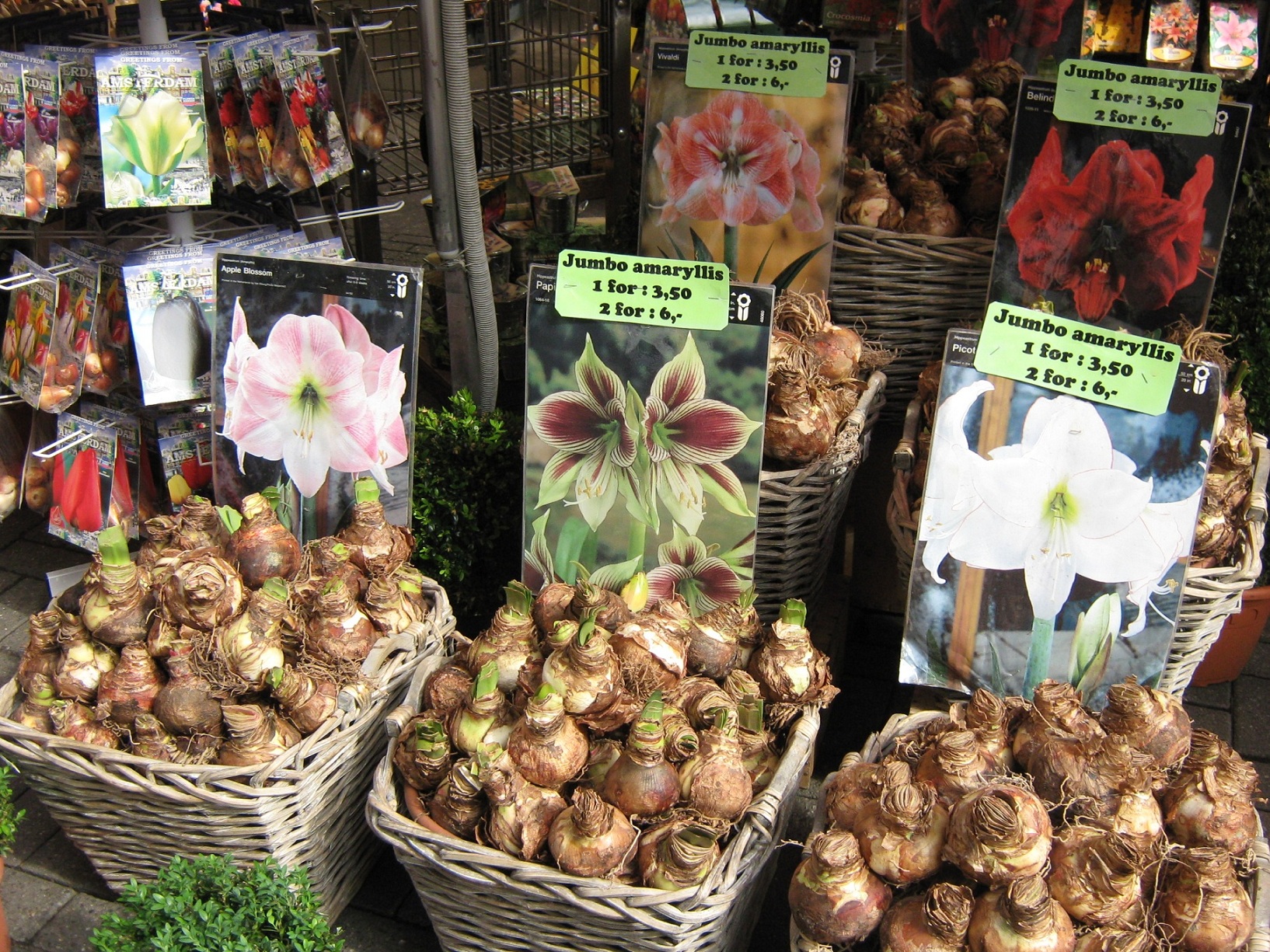 Simfonia  florilor-Piata plutitoare de flori Amsterdam