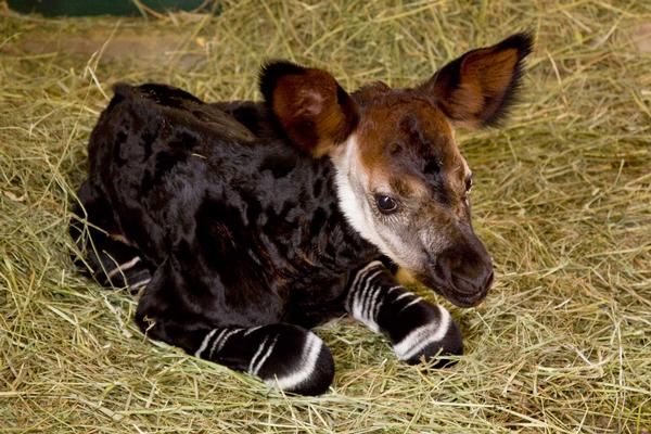 Okapi- Intre girafa si zebra 