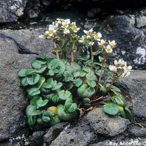 Plante de cules în luna mai