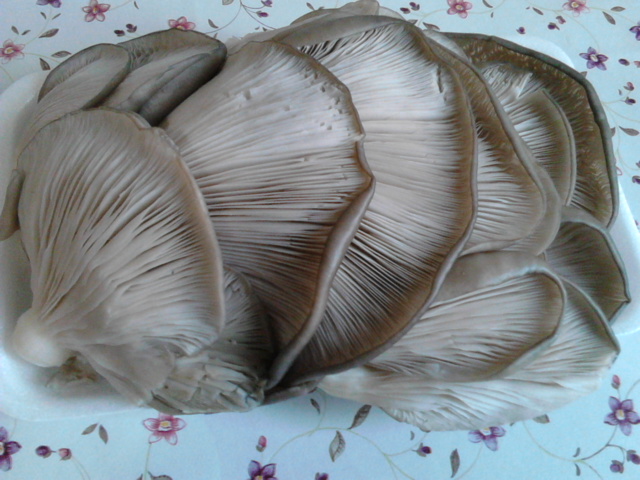 Aperitiv pleurotus pane