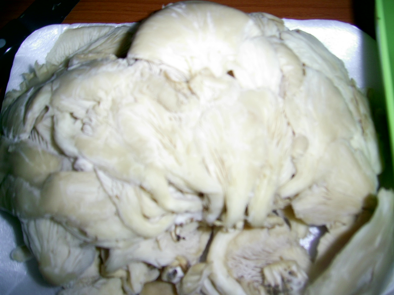 Pleurotus pane