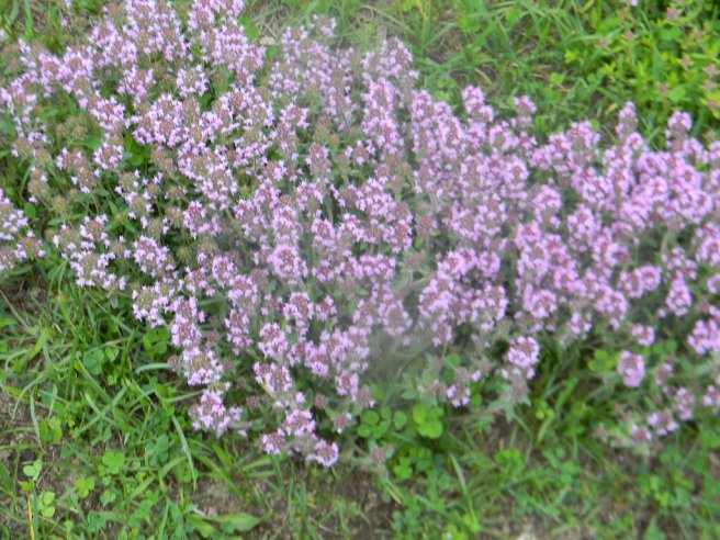 Ciorba de vacuta cu gulioare si iaurt