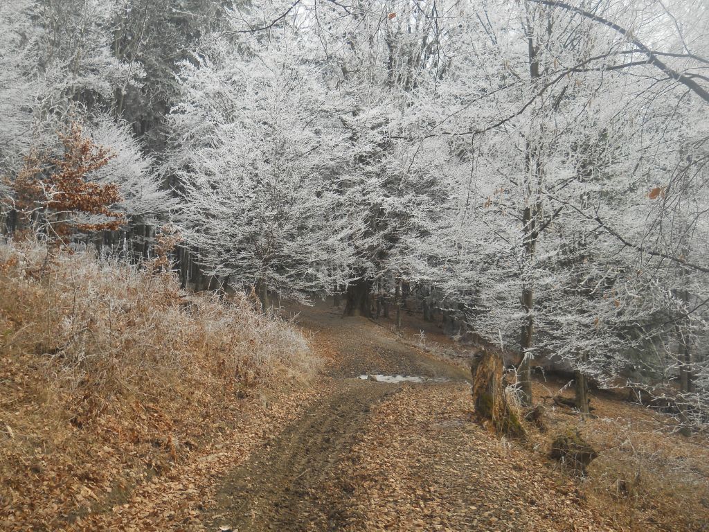 Din ce copac s-a desprins sufletul tău!