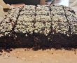 Negresa de post - Reteta delicioasa si economica-5